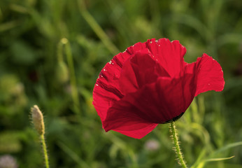 poppy flower