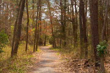 Fototapeta premium A Trail in the Woods