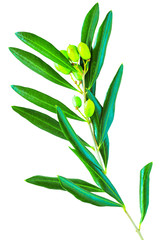 Olive branch with leaves and fruit isolated on white background