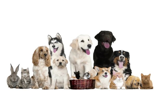 group  funny pets on white background