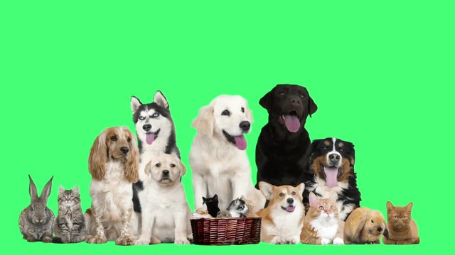 group  funny pets on green screen
