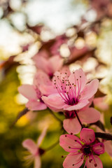 Fototapeta na wymiar Spring, blossoming flowers