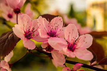 Spring, blossoming flowers