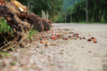 Oil palm plantation on the road.