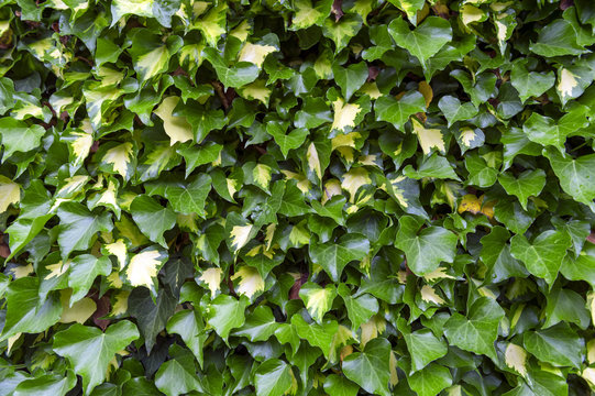 Ivy or Hedera creeping on wall