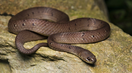 Beautiful brown snake, Pareas