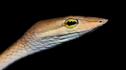 Beautiful brown snake, Oriental Whip Snake