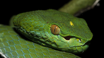 Beautiful green snake, Vogel's Green Pitviper, Trimeresurus [Viridovipera] vogeli
