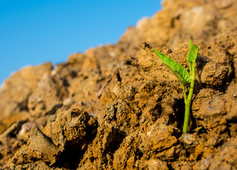 Buds of morning glory sprout up rocky mound