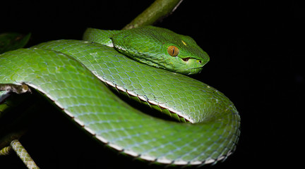 Beautiful green snake, Vogel's Green Pitviper, Trimeresurus [Viridovipera] vogeli