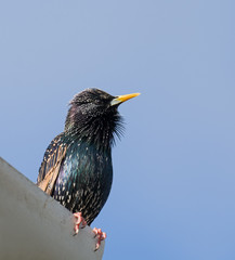 Common Starling