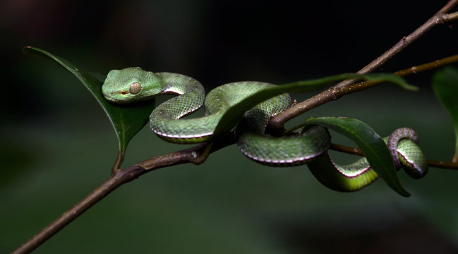 Viridovipera Bilder – Durchsuchen 25 Archivfotos, Vektorgrafiken und ...