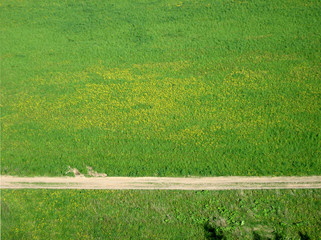 green field background with yellow flowers and road, horizontal view.