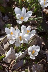 first flowers in spring, white crocuses