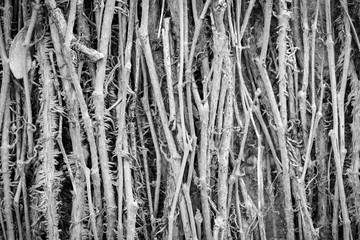 black and white macro of trails for backgrounds