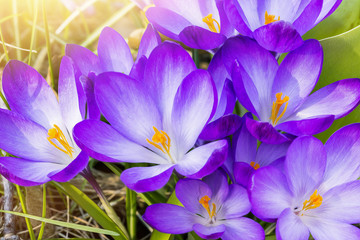 macro of some purple crocuses in spring