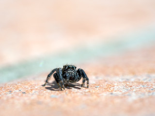 Black, sad looking jumping spider, closeup.