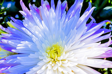 closeup of a white and blue chrysanthemum