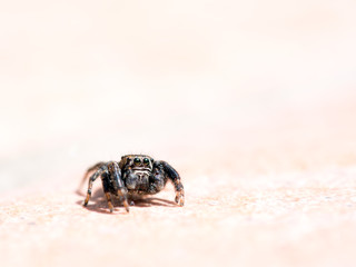 Black, sad looking jumping spider, closeup.