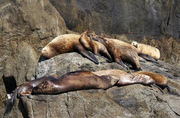 Sea Lions Sunning on Rocks in Valdez Alaska USA