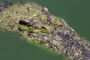 Big crocodile in pond farm