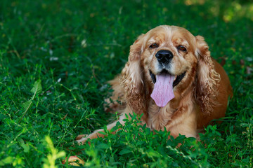 dog breed American Cocker Spaniel