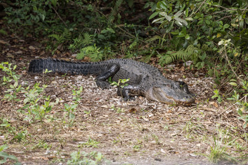 Alligator in the Florida Everglades National Park