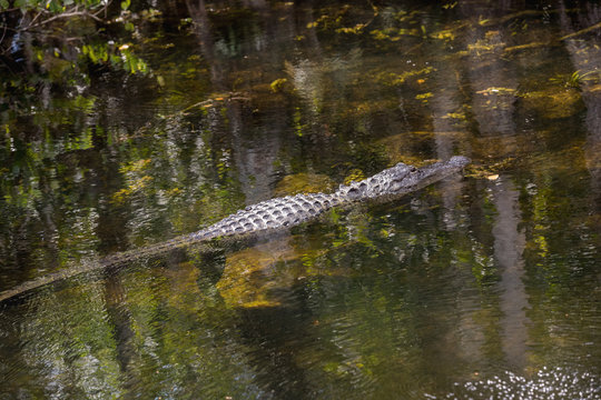 An American Alligator swims around in the Florida Everglades National Park