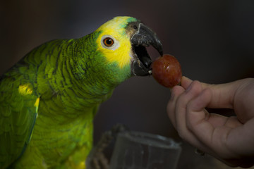 parrot eating red grape © Tazzjang