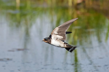 Barn swallow (Hirundo rustica)
