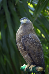 hawk Buzzard sitting on a Tree Stump