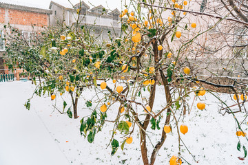 Lemon garden in winter. Lemon tree with yellow lemons in the snow.