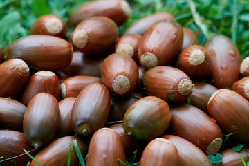 Acorns in a pile