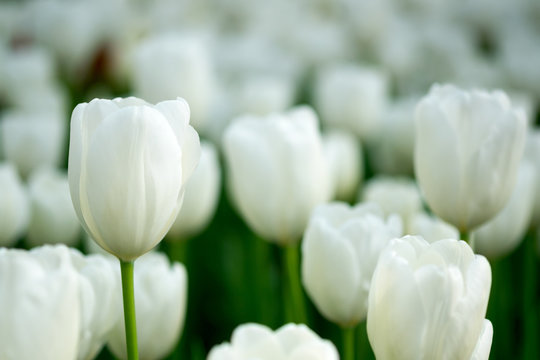White tulips background. Flower, summer, landscape card.