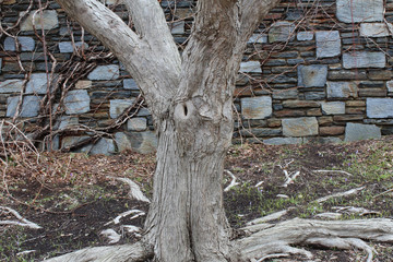 Blue stone wall with tree and roots
