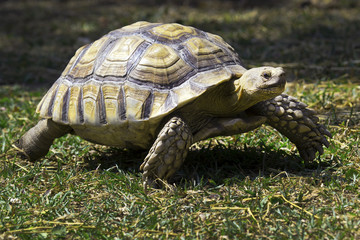 South African tortoise in green grass garden
