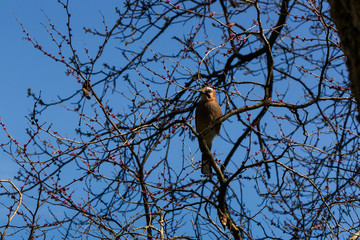 Watching jay tree