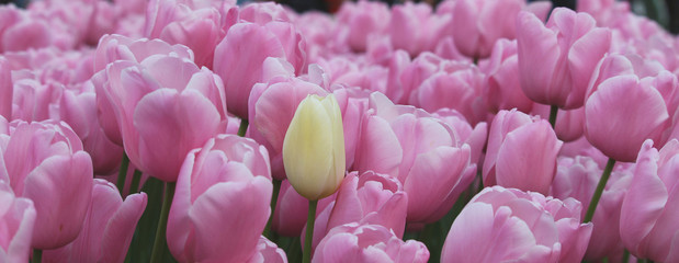 Fresh purple white lilies
