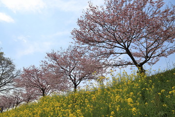 Fototapeta premium Omoigawa cherry blossoms in Oyama City, Tochigi Prefecture.