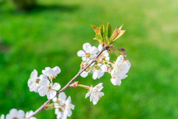 Blooming cherry-tree twig on fresh blurred green background