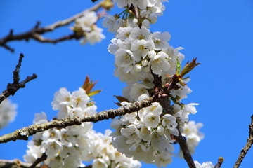Fleurs de cerisier 