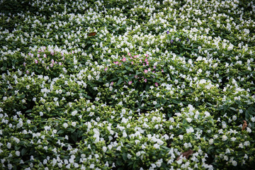 Fototapeta na wymiar Little white flower and a green leaf plant in the garden
