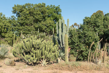 Cactus display at the entrance to Graaff Reinet