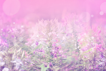 Fototapeta na wymiar abstract fantasy flowers for background
