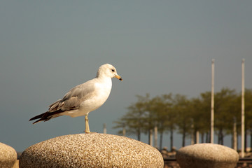 Seagull