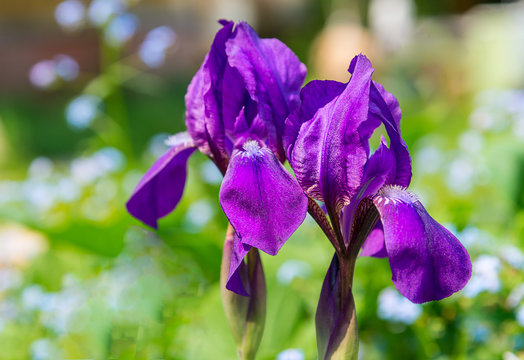two flower iris