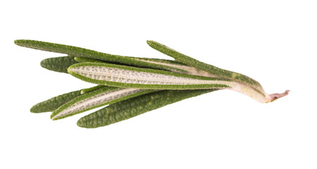 Rosemary on a white background