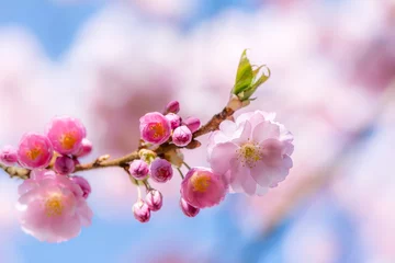 Foto auf Acrylglas Kirschblüte Pink cherry blossoms