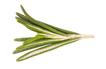 Rosemary on a white background