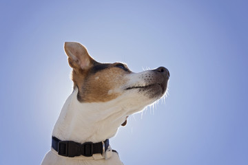 Low angle view of dog jack russell terrier on the blue sky background dog looking past camera